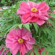 Unsere schönen weißen pfingstrosen sind wieder verfügbar! Strauch Pfingstrose Paeonia Suffruticosa Rosa Rosa