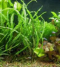 The genus is naturally distributed in tropical regions of india, southeast asia and new guinea. Cryptocoryne Balansae Wasserpflanzen Planted Aquarium Teichpflanzen