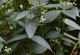 Image result for Vincetoxicum monticola