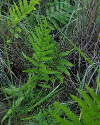 Image result for Blechnaceae