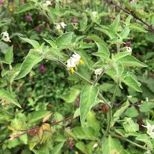 Image result for Solanum chenopodioides
