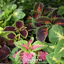 Image result for Coleus hereroensis