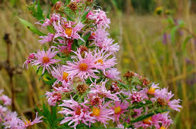 Image result for Aster chimanimaniensis