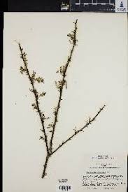 Image result for Zanthoxylum delagoense