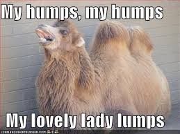 What do you call a camel with three humps? Bactrian Camel Emoji Emoji By Dictionary Com