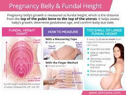 Oct 23, 2018 · two weeks ago my midwife used a tape measure to check the size of my bump and said that it was measuring up to three weeks small. Pregnancy Belly And Fundal Height Shecares