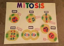 Mitosis 7th Grade Science Project Ortaokul Fen Bilgisi Bilim Projeleri Ve Bilim Deneyleri