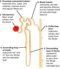 The Kidneys And Osmoregulatory Organs Medical Knowledge Medical School Studying Human Anatomy And Physiology