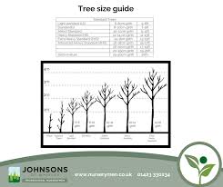 Tree Size Guide Commercial Nursery Johnsons Of Whixley