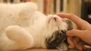 Check spelling or type a new query. 8 Penyebab Bulu Kucing Rontok Dan Cara Mengatasinya Hot Liputan6 Com