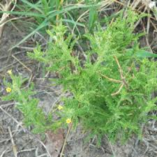 Image result for Jamesbrittenia burkeana