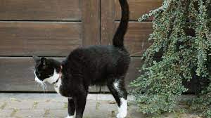 So Why Does Cat Spraying Even Happen