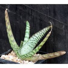 Image result for Aloe zebrina
