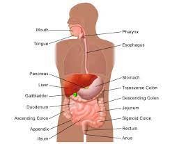 Ascending Colon Extends Upward On The Right Side Of The Abdomen Transverse Colon Extends From The Ascending Colon Across Health Herbalism Bariatric Surgery