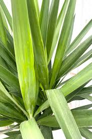 Image result for yucca gigantea en casa