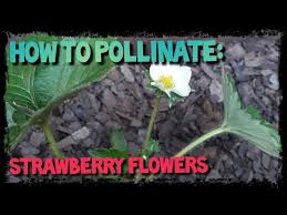 Strawberries and bees strawberry pollination is best accomplished by bees and how to pollinate strawberry flowers ep.12? How To Pollinate Strawberry Flowers Ep 12 Youtube