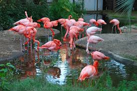 As a top tourist attraction in south carolina, riverbanks zoo has won the southeastern tourism society's shining example award four times and the sc parks. Flamingos At Riverbanks Zoo Ron Grooms
