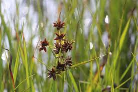 Image result for Pycreus mundtii