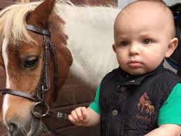 Fundraiser for Lauren Martin by Michelle Hubble : George mead memorial  stables