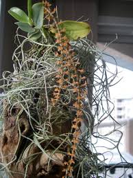 Image result for Tragia hildebrandtii