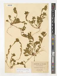 Image result for Equilabium parvum