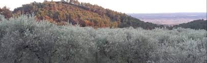 Le Moulin Des Granges Producteur D Huile D Olive Biologique
