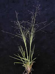 Image result for Panicum infestum