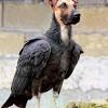 Can dogs eat grilled chicken. 1