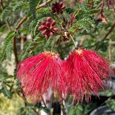 Image result for Calliandra tweedii
