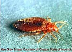 Frequent travel, being good hitchhikers, improved treatment methods that target other insects without affecting bed bugs, and a. Bed Bugs