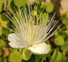 Image result for Capparis cartilaginea
