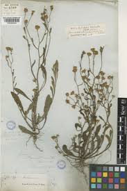 Image result for Haumaniastrum coriaceum