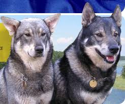 Image result for norský losí pes šedý