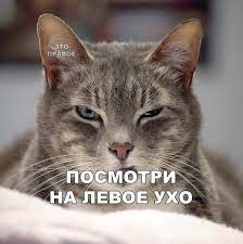 Приколы для даунов :: обман зрения :: смешные картинки (фото приколы) ::  разное :: котэ (прикольные картинки с кошками) / картинки, гифки,  прикольные комиксы, интересные статьи по теме.