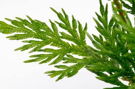 Image result for Selaginella molliceps