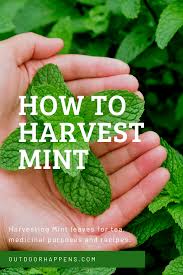 Mint is a part of our daily lives, from using as a condiment in dishes to cure digestive problems and pluck a few mint leaves from your lawn, and you can enjoy your mint tea without any effort. Pin On Vegetables How To Grow Veggies Start Gardens Ideas