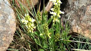 Image result for Eriosema