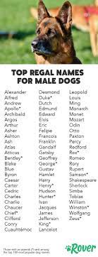 142 Best Regal Dog Names Of 2019 With Popularity Dog Names Male Cute Names For Dogs Dog Names