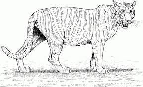 Animal coloring pages for free meriduniya co. Get This Tiger Coloring Pages Realistic Animal Printables For Adults 89310