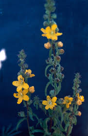 Image result for Alectra orobanchoides