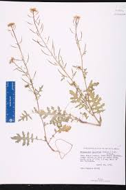 Image result for Erucastrum