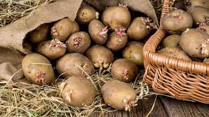 Das musst du bei anbau, pflege, ernte und lagerung beachten. Kartoffeln Pflanzen Im Beet Und Im Topf Ndr De Ratgeber Garten Nutzpflanzen