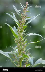 Image result for Amaranthaceae