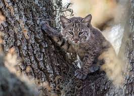 My Tree A Young Bobcat Waits For Its Mother In The Nook Of An Oak Tree In Central Florida Small Wild Cats Wild Cats Animals