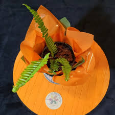 Thank you Dr Bibiana Chan...