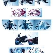 Český hydrometeorologický ústav, chmi (fr); Newborn Phenotypes Of Chmu Le Inbred Strain A Ch Wild Type Download Scientific Diagram