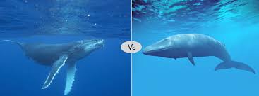 Humpback whales makes one of the longest migration of any mammals in the world, up to 10,190 miles (16,400 km) round trip. Blue Whale Vs Humpback Whale Difference Fight Comparison