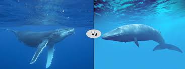 What advice do you have for anyone on reddit who might have to take a whale sized lobster without your expertise and experience? Blue Whale Vs Humpback Whale Difference Fight Comparison