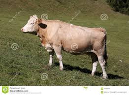 Vaca Do Simmental Em Suica Foto De Stock Imagem De Bernes 67920508