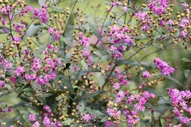 Image result for Vernonia jelfiae